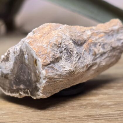 Versteend hout magneet