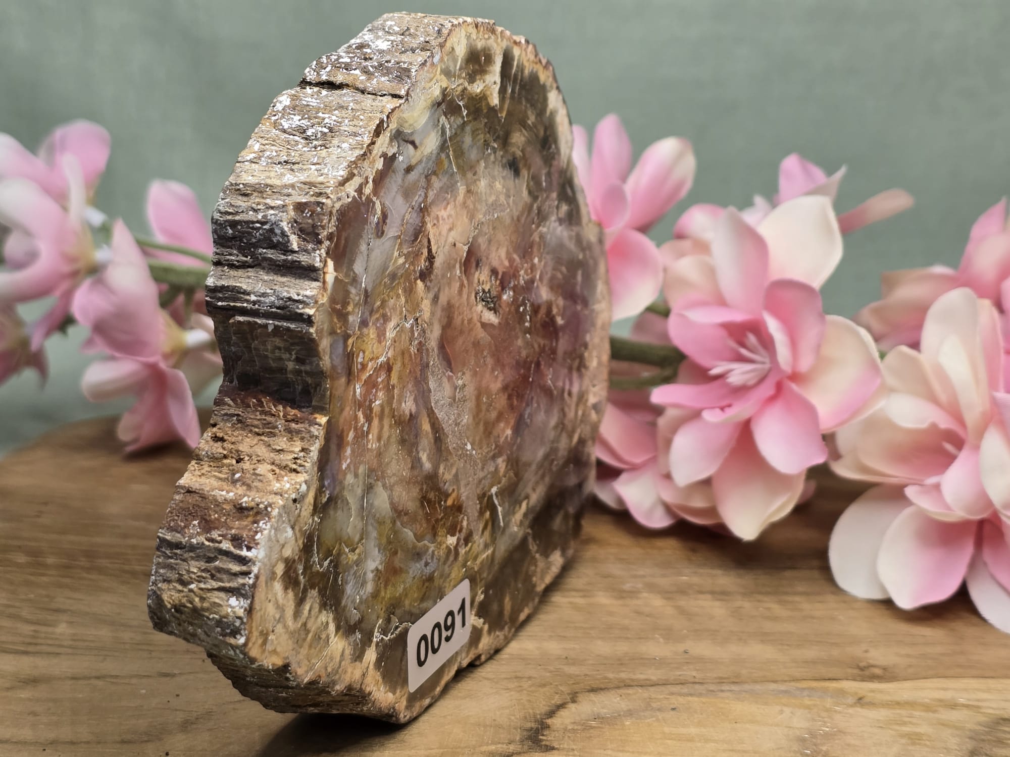 Versteend hout plak