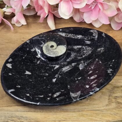 Orthoseras schaaltje ovaal