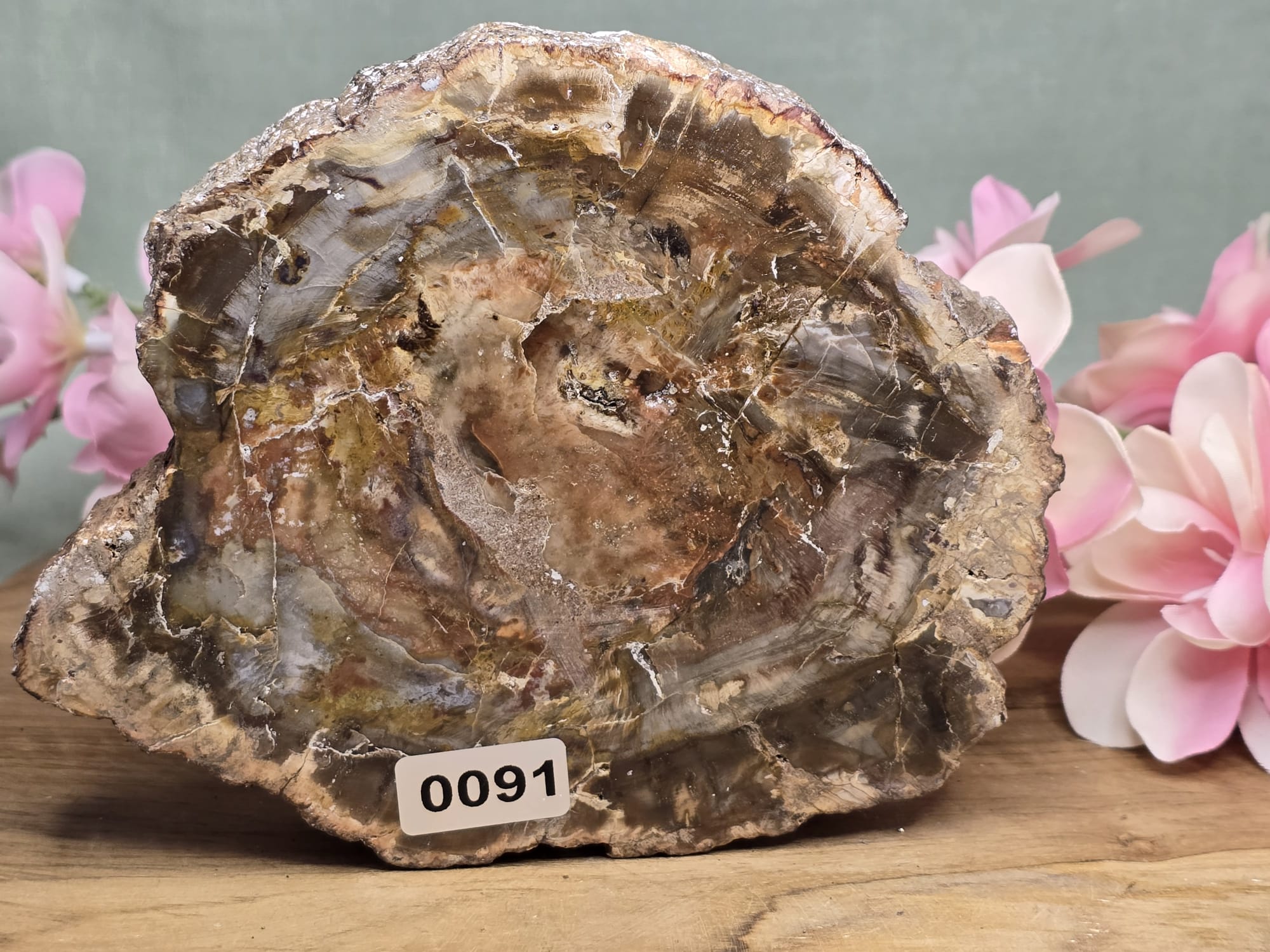 Versteend hout plak